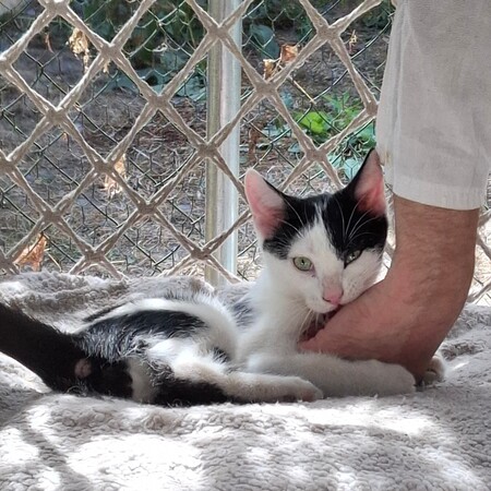 Adopter Buddy
