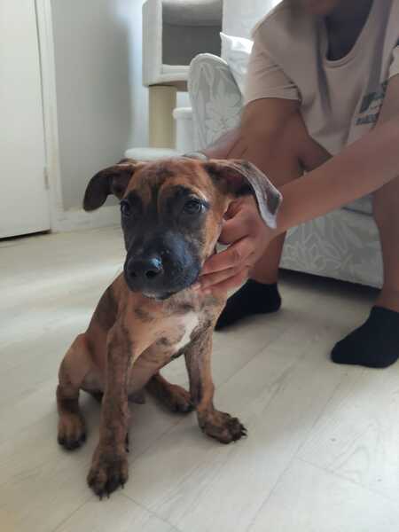 Adopter Junior 