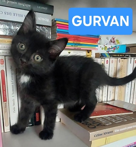 Adopter Gurvan 