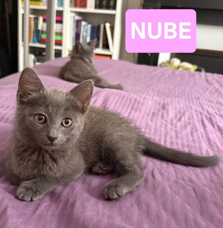 Adopter NUBE ET NUIAQ