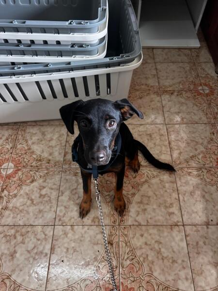 Adopter Manea