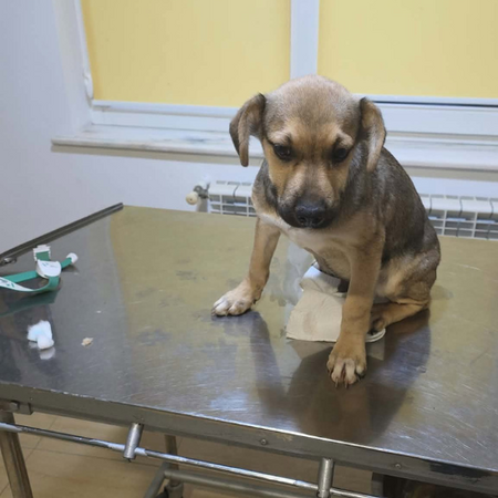 Adopter Mario