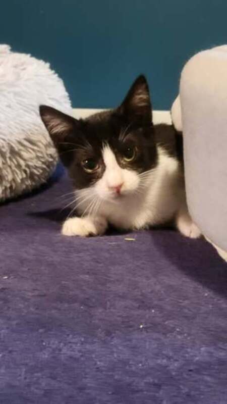 Adopter Belinda
