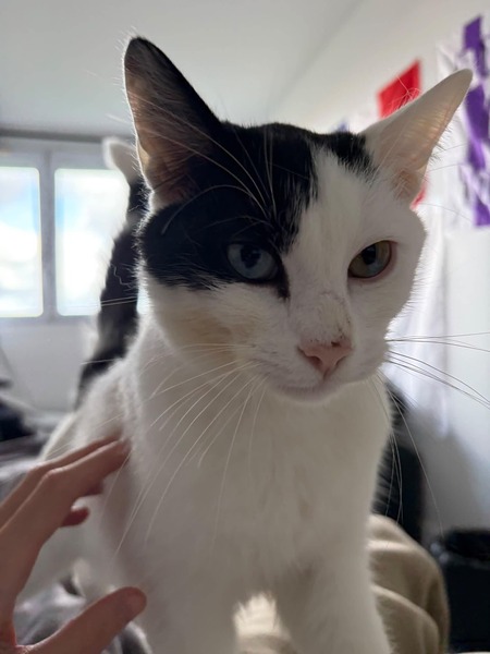 Adopter Snoppy