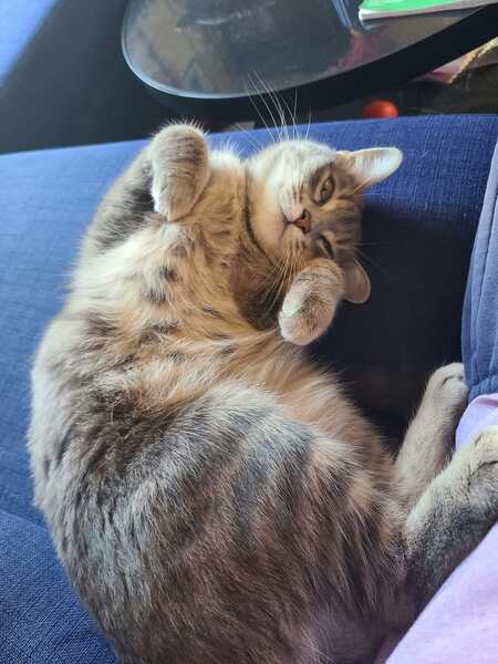 Adopter Luna
