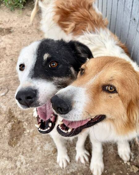 Adopter Flossie