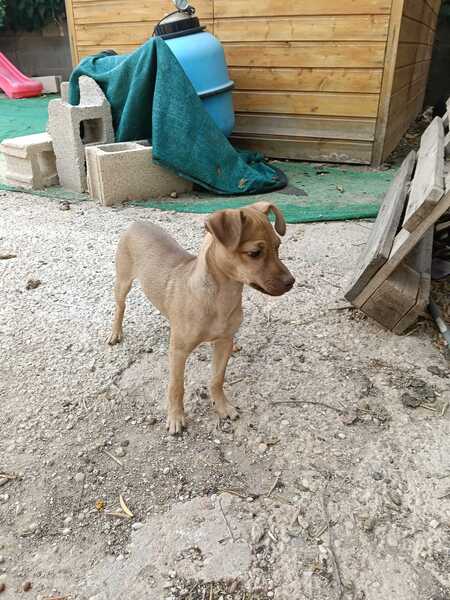 Adopter Lenon