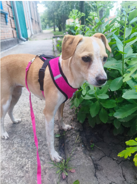 Adopter DINA de Ukraine!