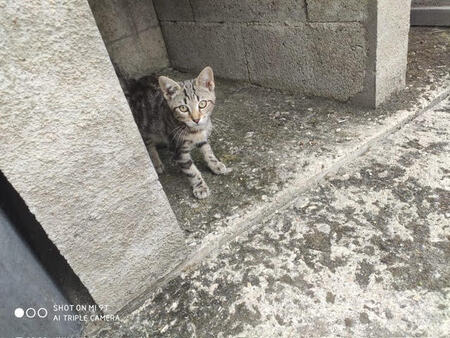 Adopter BOREALE