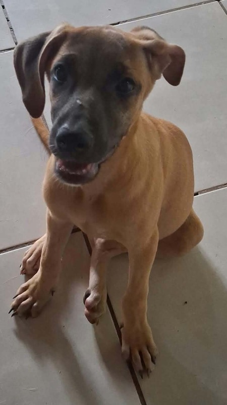 Adopter Bluebell