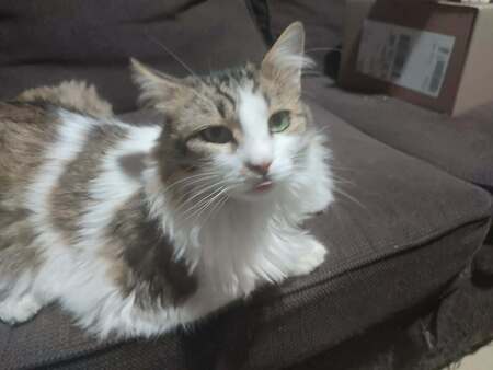 Adopter HERMINE