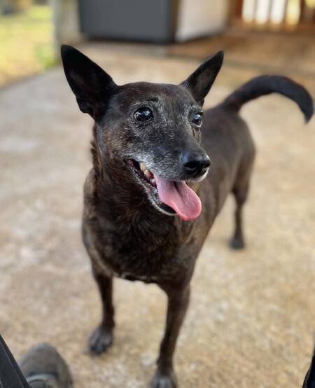 Adopter Naya