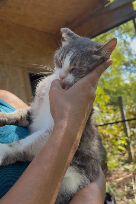 Adopter Heart