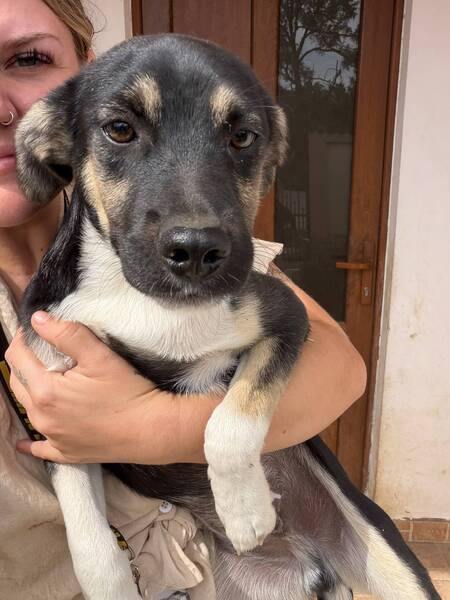 Adopter Chico