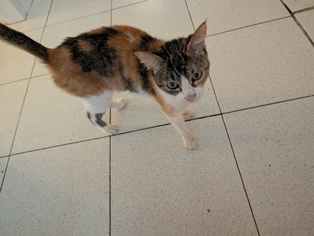 Adopter Pinky