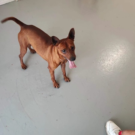 Adopter Cookie