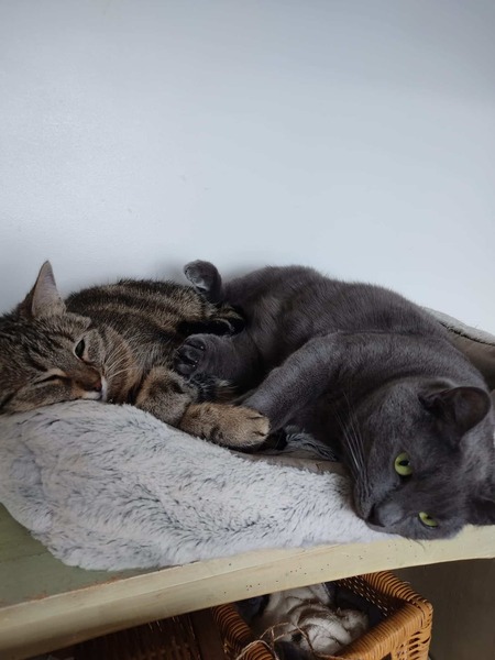 Adopter Aqua et Aquarelle
