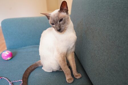 Adopter Mazurka