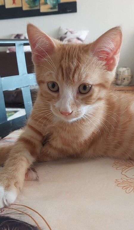 Adopter Billy