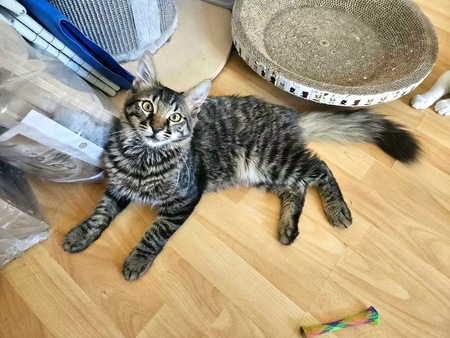 Adopter Ceylon 