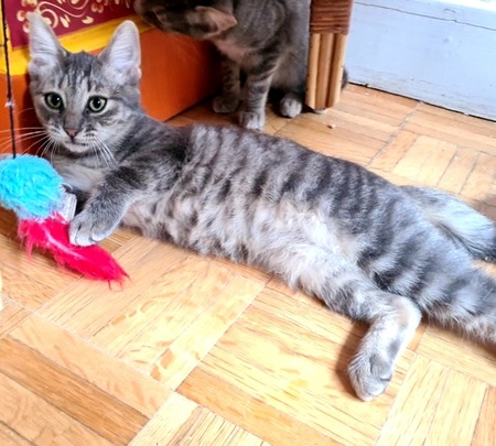 Adopter Rosine