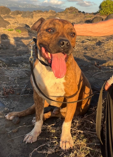 Adopter Ice