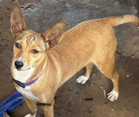 Adopter Stacy