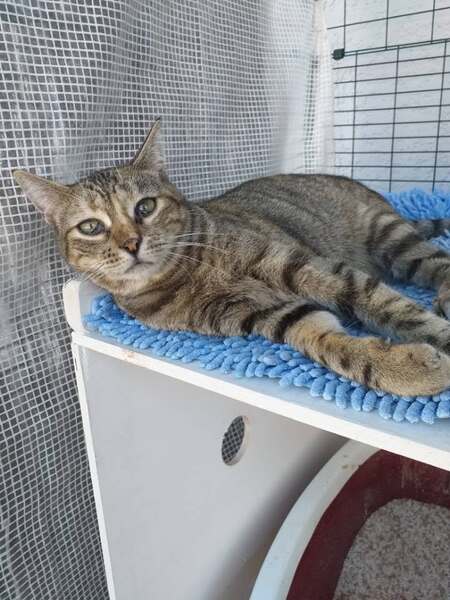 Adopter Arone