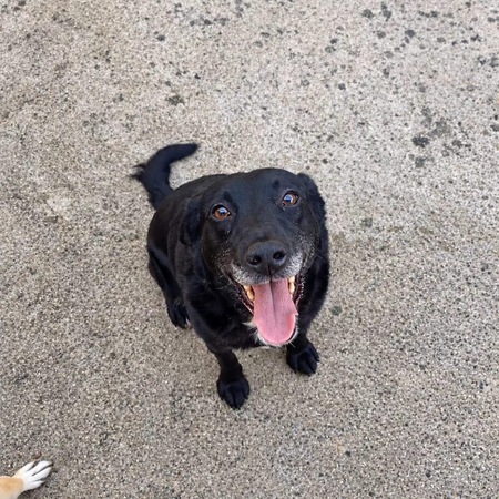 Adopter Pipa
