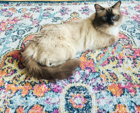Adopter Gilmore