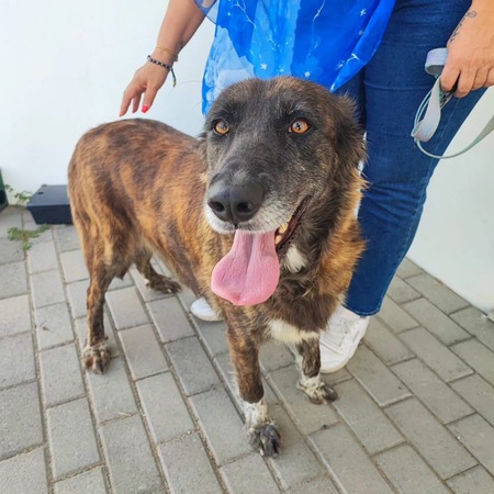 Adopter Vilma