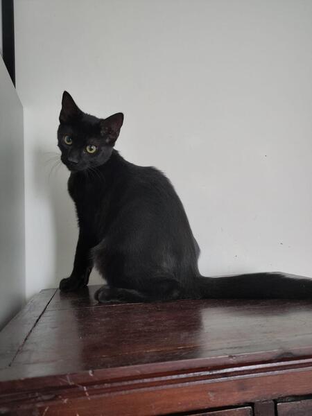 Adopter Dallas