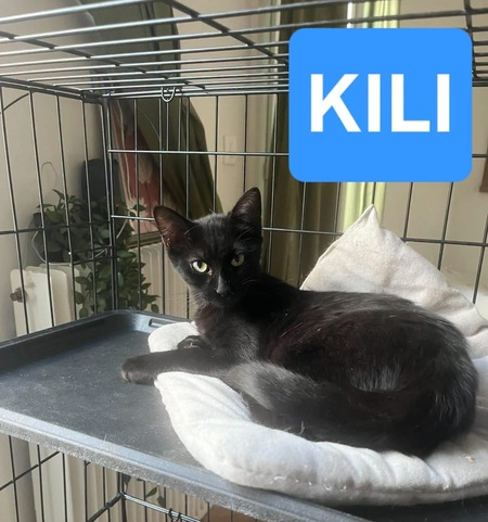 Adopter Carrie et Kili 
