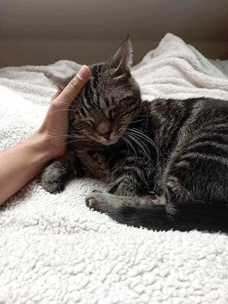 Adopter Clyde