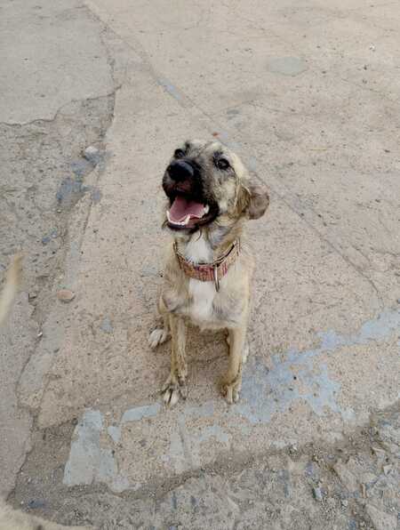 Adopter Luna