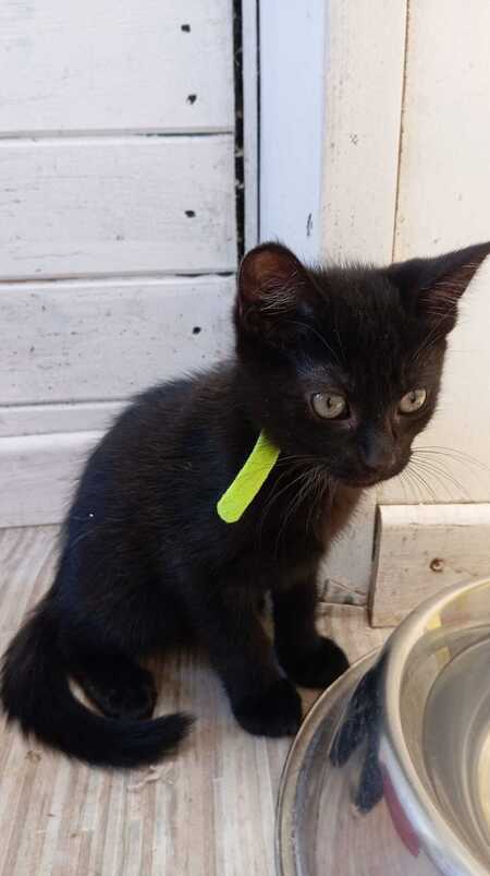 Adopter BETTY