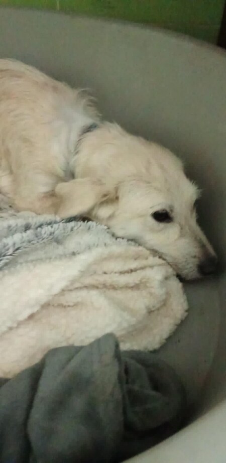 Adopter Amara