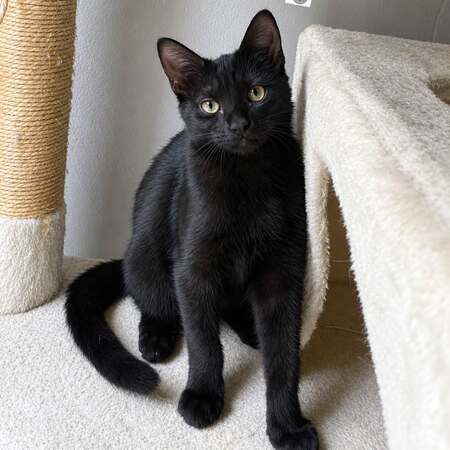 Adopter Nami