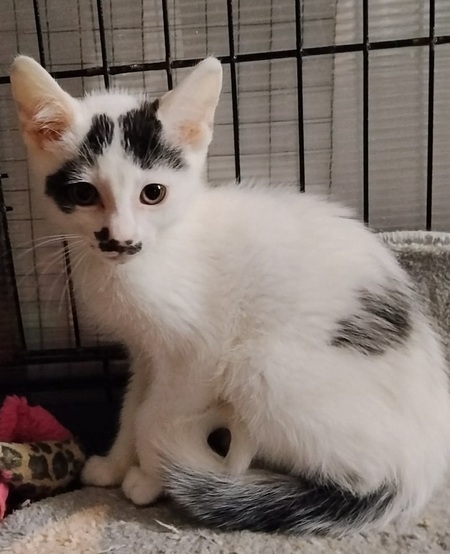 Adopter Bigoti