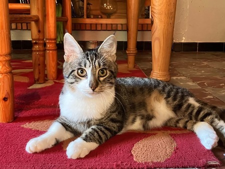 Adopter Bordeaux 