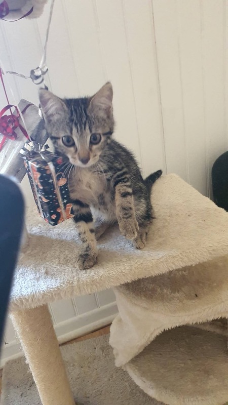 Adopter Zinia