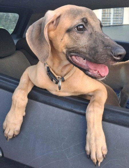 Adopter Bluebell