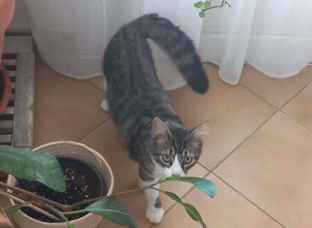 Adopter Odin & Olympe