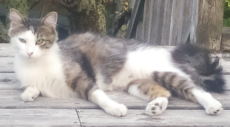 Adopter CACAHUETTE