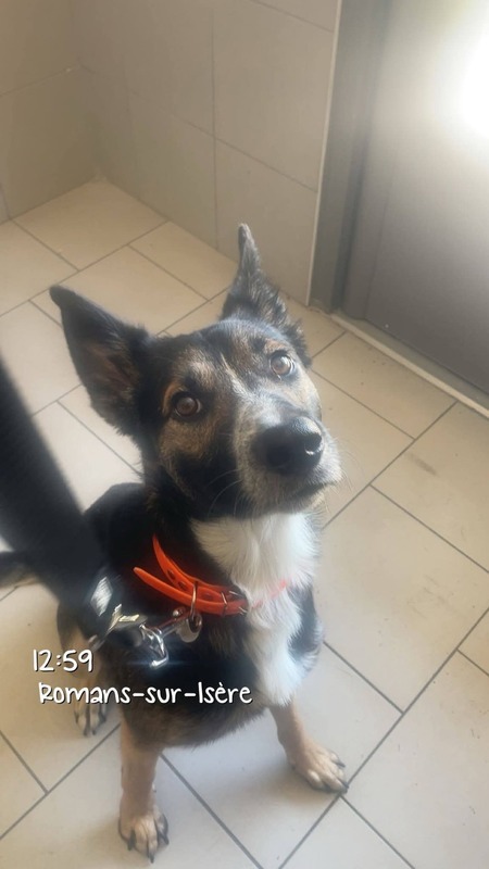 Adopter Bandit