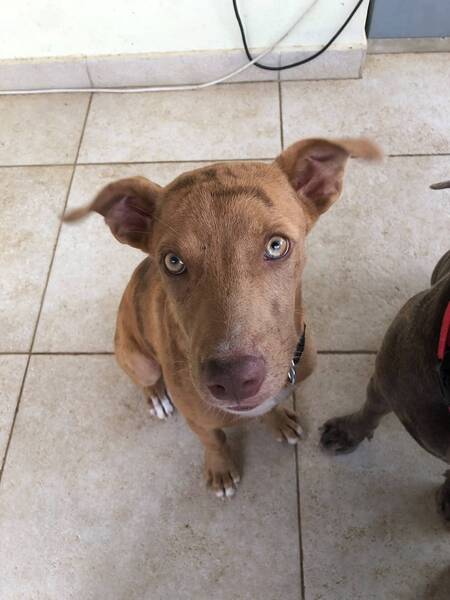 Adopter Tytou