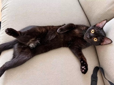 Adopter Nedjem et Abasi