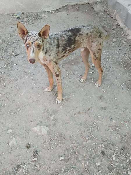 Adopter Epi