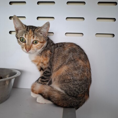Adopter BACCARA