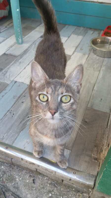 Adopter Gwena